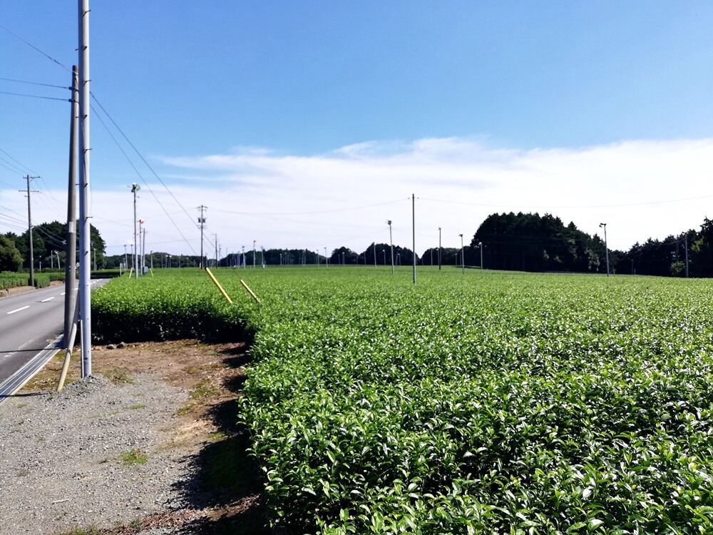 静岡県　茶畑